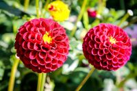IMG_3694